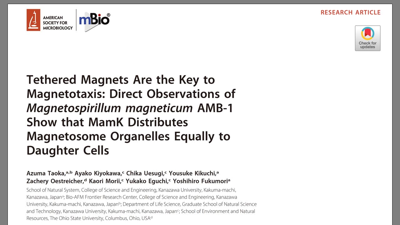 Tethered Magnets Are the Key to Magnetotaxis: Direct Observations of Magnetospirillum magneticum AMB-1 Show that MamK Distributes Magnetosome Organelles Equally to Daughter Cells.